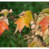 Acer Buergerianum Dreispitz-Ahorn 60–80 cm Dekoratives Laub* Farbtester