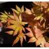 Acer Palmatum Autumn Moon Japanischer Ahorn Gelb-Orange 80–100 cm* Farbtester