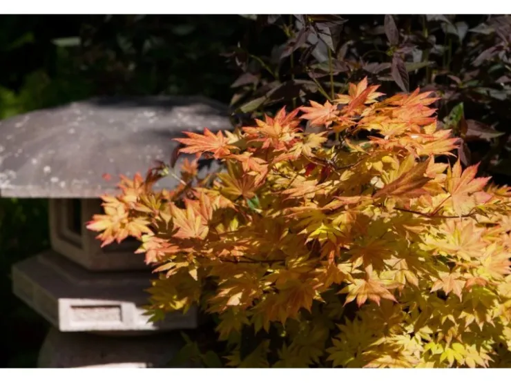 Acer Palmatum Autumn Moon Japanischer Ahorn Gelb-Orange 80–100 cm* Farbtester