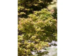 Acer Palmatum Kamagata Japanischer Ahorn 40–60 cm* Farbtester