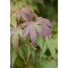 Acer Palmatum Moonfire Japanischer Ahorn Rot 60–80 cm* Farbtester