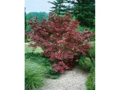 Acer Palmatum Moonfire Japanischer Ahorn Rot 60–80 cm* Farbtester