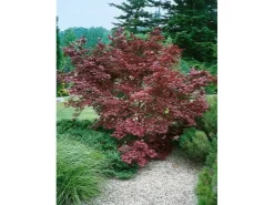 Acer Palmatum Moonfire Japanischer Ahorn Rot 40–60 cm