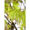 Acer Palmatum Orange Dream Japanischer Ahorn Orange 100–125 cm* Farbtester