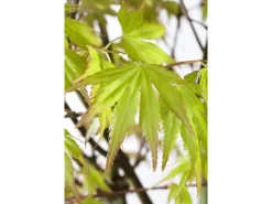 Acer Palmatum Orange Dream Japanischer Ahorn Orange 60–80 cm