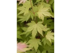 Acer Palmatum Orange Dream Japanischer Ahorn Orange 60–80 cm
