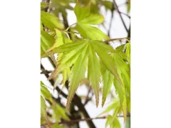 Acer Palmatum Orange Dream Japanischer Ahorn Orange 70–80 cm* Farbtester