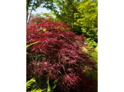 Acer Palmatum Red Pygmy Japanischer Ahorn Rot 125–150 cm