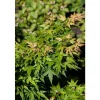 Acer Palmatum Seiun Kaku Japanischer Ahorn 60–80 cm* Farbtester