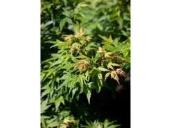 Acer Palmatum Seiun Kaku Japanischer Ahorn 60–80 cm* Farbtester