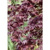 Acer Palmatum Shojo Nomura Japanischer Ahorn Rot 60–80 cm