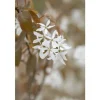Amelanchier Ballerina Felsenbirne Weiß 60–100 cm