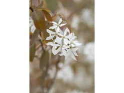 Amelanchier Ballerina Felsenbirne Weiß 60–100 cm