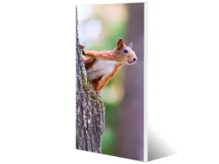 Banjado Magnettafel 37x78cm Magnetwand Weiß Aus Metall Magnetpinnwand Pinnwand Inkl. 4 Magnete Motiv Eichhörnchen