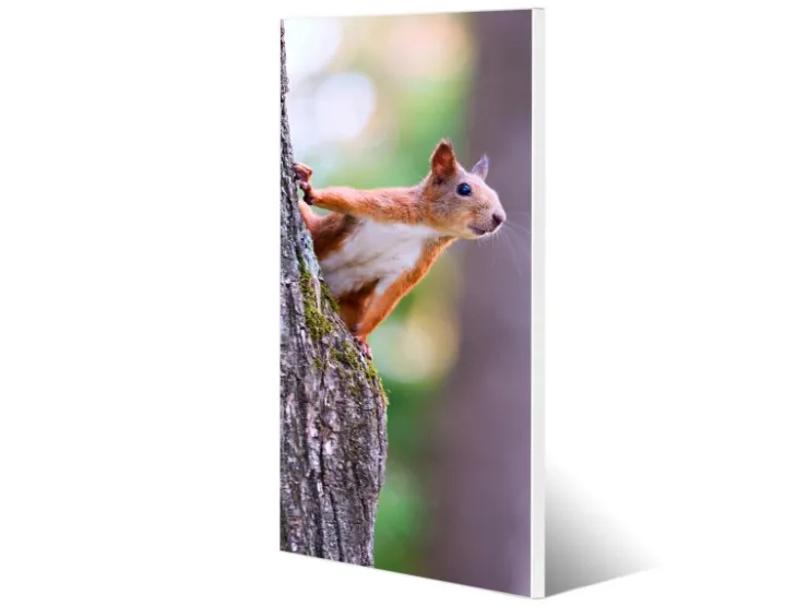 Banjado Magnettafel 37x78cm Magnetwand Weiß Aus Metall Magnetpinnwand Pinnwand Inkl. 4 Magnete Motiv Eichhörnchen