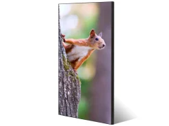 Banjado Magnettafel 37x78cm Magnetwand Schwarz Aus Metall Magnetpinnwand Pinnwand Inkl. 4 Magnete Motiv Eichhörnchen