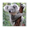 Banjado Magnettafel 50x50cm Magnetwand Weiß Aus Metall Magnetpinnwand Pinnwand Inkl. 4 Magnete Motiv Koala