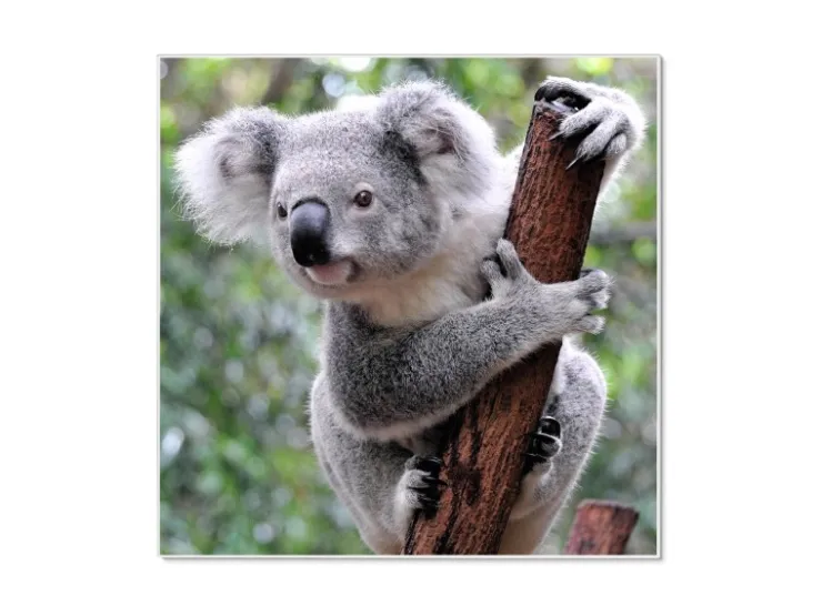 Banjado Magnettafel 50x50cm Magnetwand Weiß Aus Metall Magnetpinnwand Pinnwand Inkl. 4 Magnete Motiv Koala
