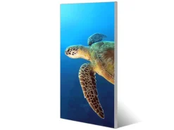 Banjado Magnettafel 37x78cm Magnetwand Silber Aus Metall Magnetpinnwand Pinnwand Inkl. 4 Magnete Motiv Wasserschildkröte* Pinnwände