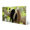 Banjado Magnettafel 78x37cm Magnetwand Weiß Aus Metall Magnetpinnwand Pinnwand Inkl. 4 Magnete Motiv Panda