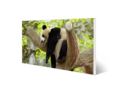 Banjado Magnettafel 78x37cm Magnetwand Weiß Aus Metall Magnetpinnwand Pinnwand Inkl. 4 Magnete Motiv Panda