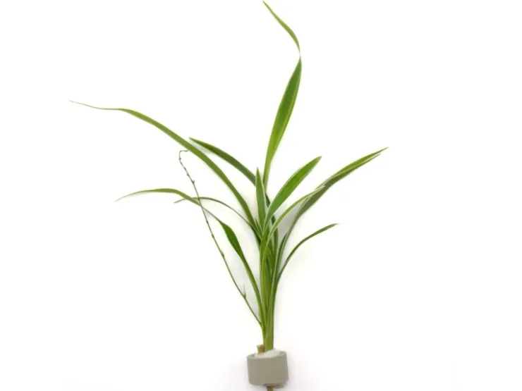 Dennerle Plants Bichetii-Grünlilie Höhe ca. 15-40 cm Topf-Ø ca. 3,4 cm Chlorophytum laxum* Terraristik