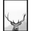 Pro Art Bild mit Rahmen Anonymus Grey Deer Head III 42,5 cm x 32,5 cm