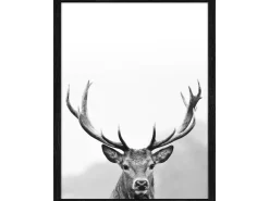 Pro Art Bild mit Rahmen Anonymus Grey Deer Head III 42,5 cm x 32,5 cm