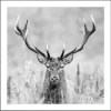Pro Art Bild mit Rahmen Anonymus Grey Deer Dead II 52,5 cm x 52,5 cm
