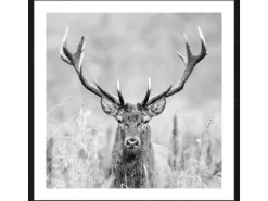Pro Art Bild mit Rahmen Anonymus Grey Deer Dead II 52,5 cm x 52,5 cm