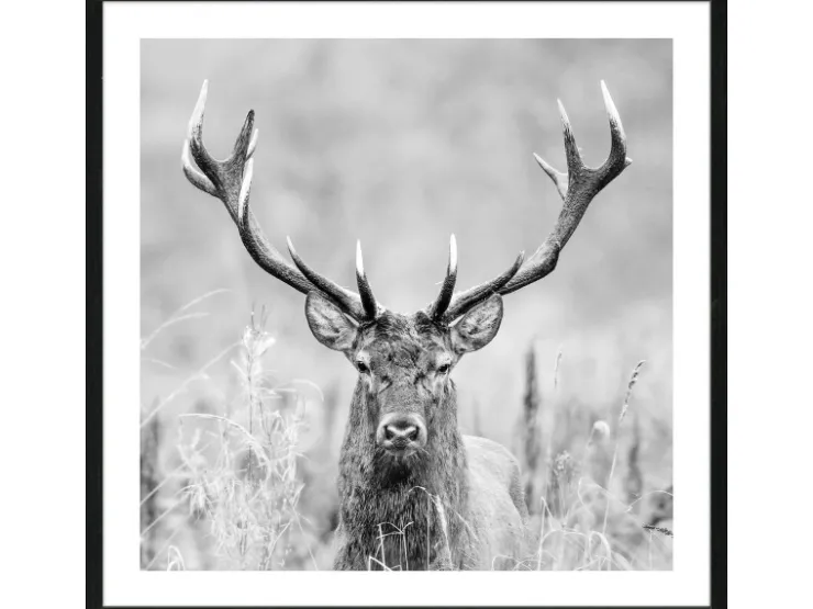 Pro Art Bild mit Rahmen Anonymus Grey Deer Dead II 52,5 cm x 52,5 cm