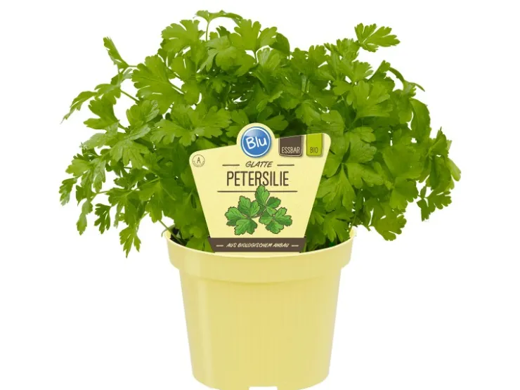 Blu Bio-Petersilie Glatt Topf-Ø ca. 12 cm Petroselinum* Weitere Regale