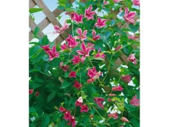 Clematis Texensis Duchess Of Albany Rosa 60–100 cm* Tapezierzubehör