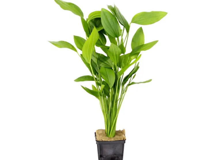 Dennerle Plants Aquariumpflanze Echinodorus Argentinensis XML Pflanze* Zimmerbrunnen