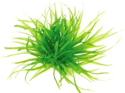 Dennerle Plants Aquariumpflanze Blyxa japonica In-Vitro* Terraristik
