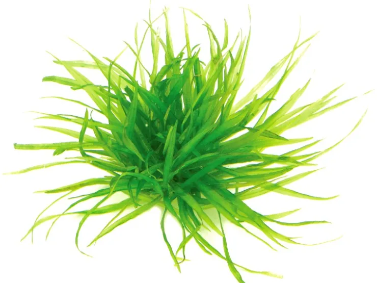 Dennerle Plants Aquariumpflanze Blyxa japonica In-Vitro* Terraristik