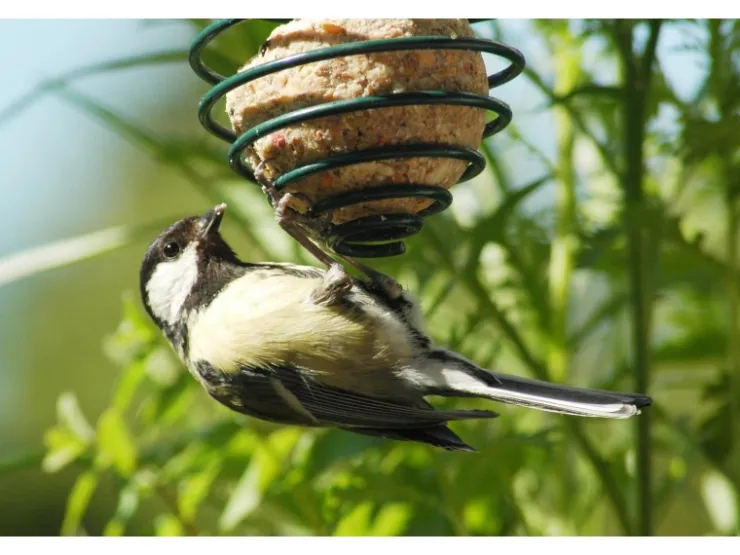 Dobar Vogelfutterfeder* Vogelbedarf