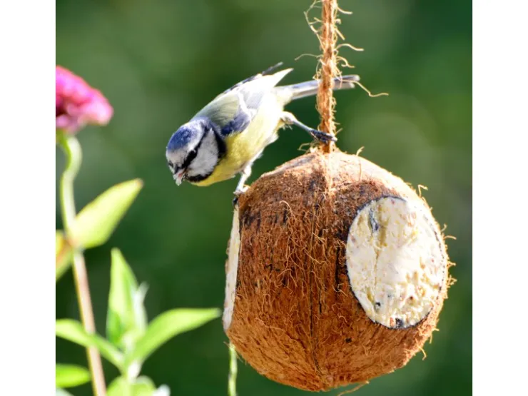 Dobar Vogelfutter-Mix 4 x gefüllte Kokosnuss und 2 x Riesenzapfen mit Fettfutter