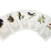 Dobar Vogelquartett Fliegende 9,3 cm x 13,4 cm x 3,5 cm Edelstein* Vogelbedarf