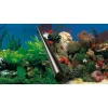 Ebi Fotorückwand Motiv Stone & Coral 80 cm x 40 cm* Terraristik
