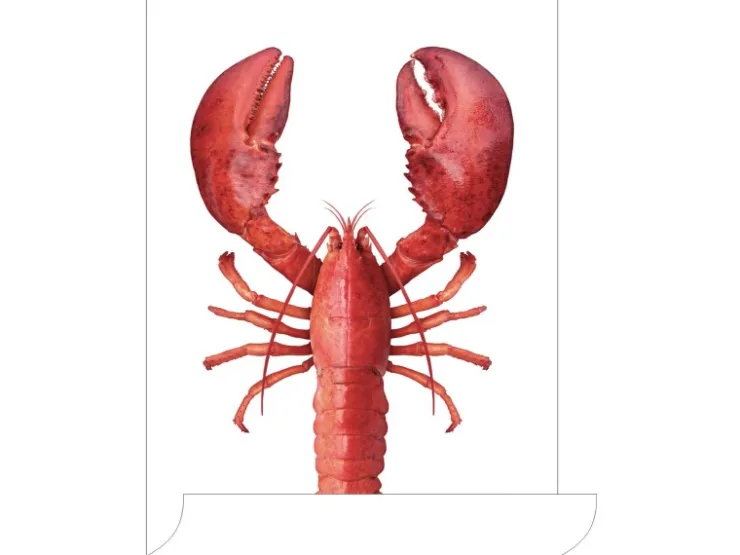 ESTAhome Wandtattoo Hummer Rot 70 x 46,5 cm 159045* Wandtattoos