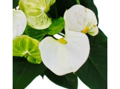 Exotenherz Flamingoblume Sierra White Weiss Anthurium Andreanum 14cm