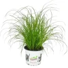 Exotenherz Katzengras Cyperus Alternifolius zur Verdauungsunterstützung von Katzen* Katzenbedarf