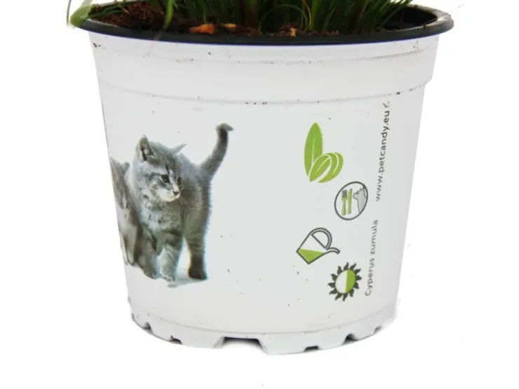 Exotenherz Katzengras Cyperus Alternifolius zur Verdauungsunterstützung von Katzen* Katzenbedarf