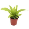 Exotenherz Minipflanze Asplenium Antiquum Nestfarn Ideal für Kleine Schalen und Gläser Babyplant im 5,5cm Topf* Vasen