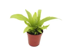 Exotenherz Minipflanze Asplenium Antiquum Nestfarn Ideal für Kleine Schalen und Gläser Babyplant im 5,5cm Topf* Vasen