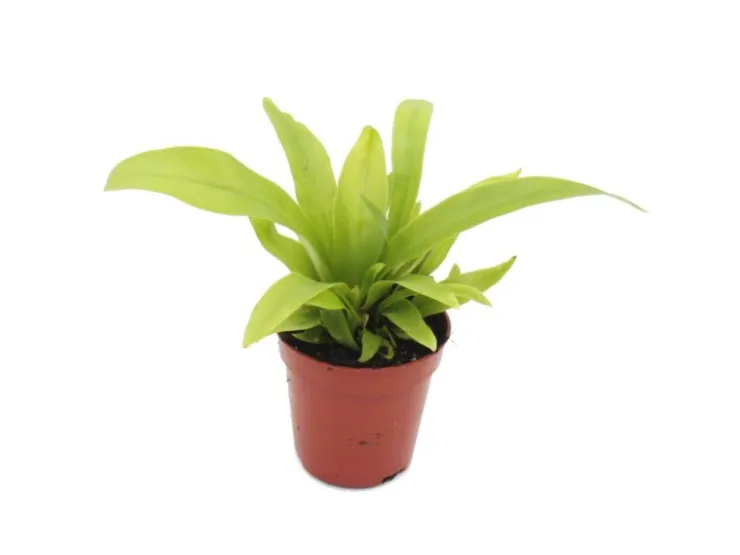 Exotenherz Minipflanze Asplenium Antiquum Nestfarn Ideal für Kleine Schalen und Gläser Babyplant im 5,5cm Topf* Vasen