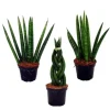 Exotenherz Sansevieria Cylindrica Pfiffiges 3Er Set im 6,5cm Topf Bogenhanf Schwiegermutterzunge
