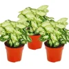Exotenherz Syngonium Pixie 3er Set Purpurtute* Weitere Regale