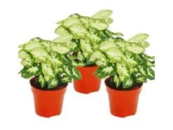 Exotenherz Syngonium Pixie 3er Set Purpurtute* Weitere Regale